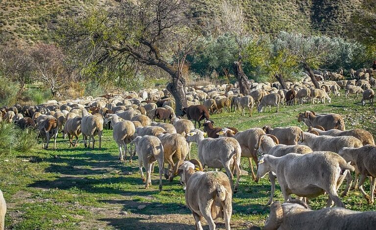 Επτά-νέα-κρούσματα-ευλογιάς-στη-Θεσσαλία-από-τις-12-έως-τις-19-Δεκεμβρίου