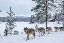 Φινλανδία:-Ρωσικοί-λύκοι-τρώνε-τους-ταράνδους-του-Άη-Βασίλη