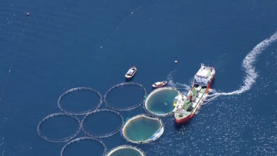 Υδατοκαλλιέργειες:-Κατά-10,2%-μειώθηκε-η-παραγωγή-το-2024