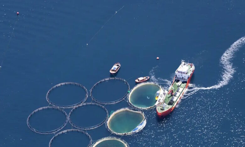 Υδατοκαλλιέργειες:-Κατά-10,2%-μειώθηκε-η-παραγωγή-το-2024