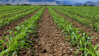 ΑΑΔΕ:-Στον-Εισαγγελέα-οι-πρώτες-50-μαζικές-διαγραφές-αγρών-στο-Ε9-–-Εξετάζονται-συνολικά-3.000-περιπτώσεις