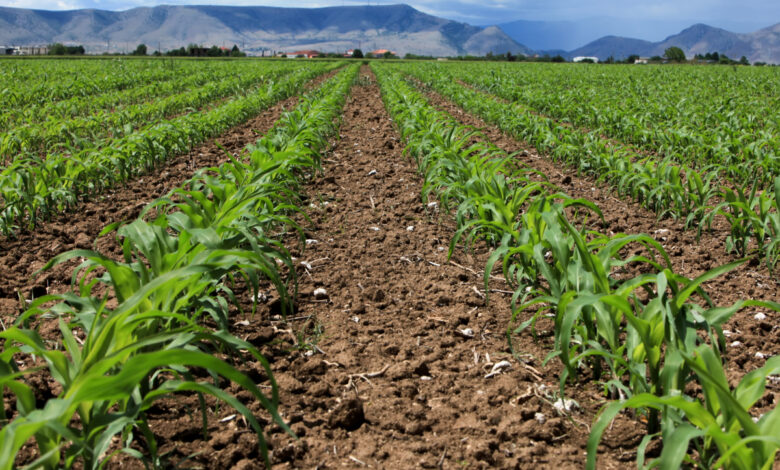 ΑΑΔΕ:-Στον-Εισαγγελέα-οι-πρώτες-50-μαζικές-διαγραφές-αγρών-στο-Ε9-–-Εξετάζονται-συνολικά-3.000-περιπτώσεις