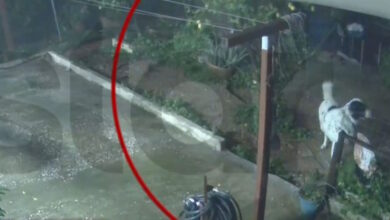 Καιρός-–-Άγιος-Δημήτριος:-Η-στιγμή-που-σκύλος-σώζεται-τελευταία-στιγμή-από-την-κατάρρευση-αυλής