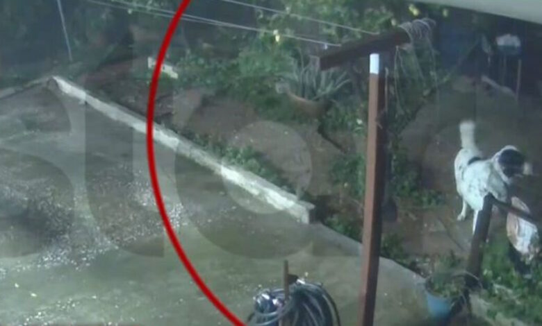 Καιρός-–-Άγιος-Δημήτριος:-Η-στιγμή-που-σκύλος-σώζεται-τελευταία-στιγμή-από-την-κατάρρευση-αυλής