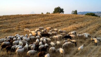 Δράμα:-Συνελήφθησαν-4-Βούλγαροι-που-προσπάθησαν-να-βγάλουν-παράνομα-5-πρόβατα-από-τη-χώρα