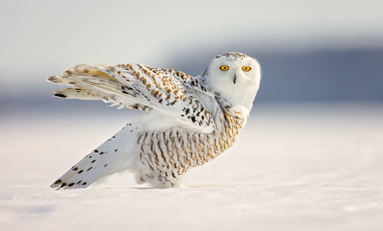 Η-Σουηδία-λέει-αντίο-στη-χιονοκουκουβάγια-Ένα-εμβληματικό-είδος-χάνεται-για-πάντα