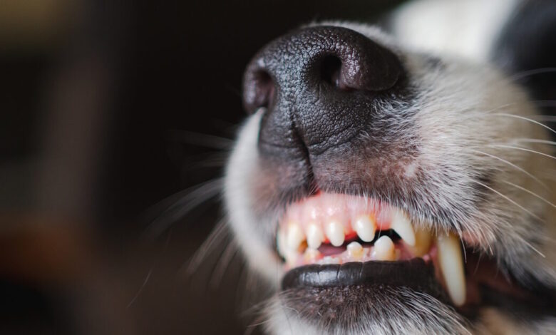 Υπόθεση-«Χάτσικο»-στην-Λαμία:-Πέθανε-ηλικιωμένος-μέσα-στο-σπίτι-του-και-ο-σκύλος-δεν-άφηνε-κανέναν-να-τον-πλησιάσει