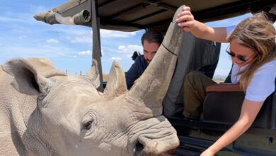 Φίλιππος-Ντε-Γκρες-και-Νίνα-Φλορ-σε-νοσταλγικές-εικόνες-από-πάρκο-στην-Αφρική-με-άγρια-ζώα