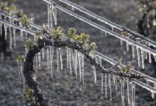 Πληρωμή-6,4-εκατ.-ευρώ-από-τον-ΕΛΓΑ-για-ζημιές-από-τον-παγετό-Άνοιξη-2025