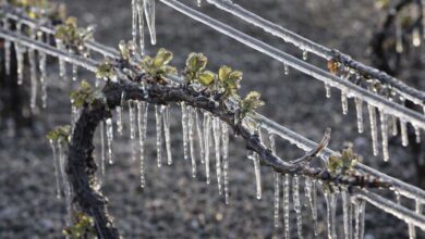 Πληρωμή-6,4-εκατ.-ευρώ-από-τον-ΕΛΓΑ-για-ζημιές-από-τον-παγετό-Άνοιξη-2025