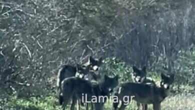 Λαμία:-Αγέλη-λύκων-έκανε-την-εμφάνισή-της-έξω-από-την-Ηράκλεια