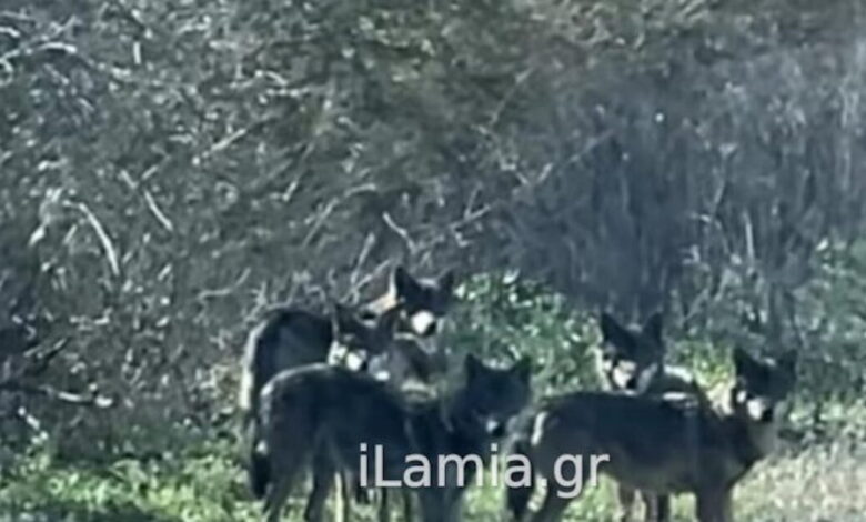 Λαμία:-Αγέλη-λύκων-έκανε-την-εμφάνισή-της-έξω-από-την-Ηράκλεια