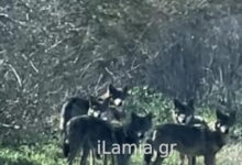 Αγέλη-λύκων-έκανε-την-εμφάνισή-της-κοντά-σε-χωριό-της-Λαμίας