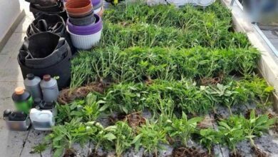 Τρίκαλα:-«Πράσινο»-διαμέρισμα-με-51-δενδρύλλια-κάνναβης