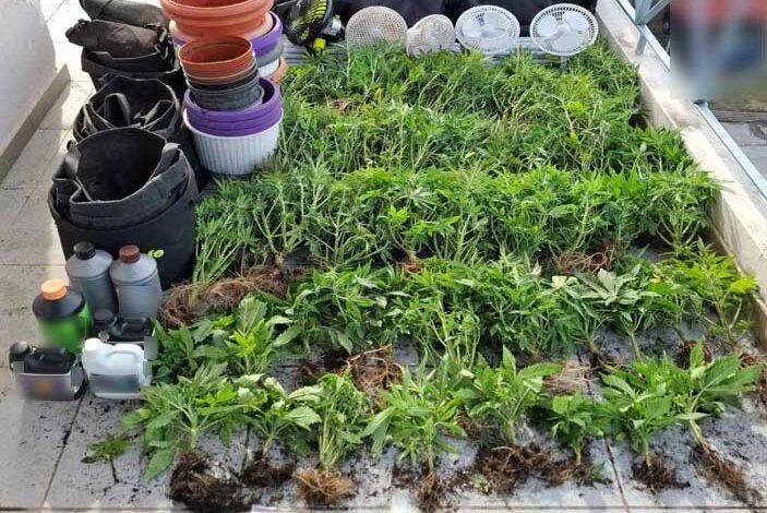 Τρίκαλα:-«Πράσινο»-διαμέρισμα-με-51-δενδρύλλια-κάνναβης