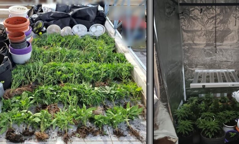 Χειροπέδες-σε-37χρονο-στα-Τρίκαλα-–-Μετέτρεψε-δωμάτιο-του-σπιτιού-σε-…χασισοφυτεία