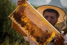 Διπλή-διάκριση-για-το-Μέλι-Μετεώρων-–-Οικ.-Λέκκα-στα-athens-fine-food-awards-2026