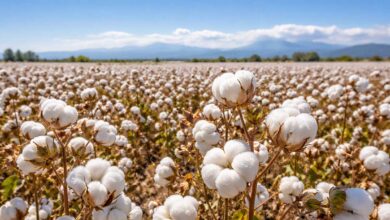 Βαμβάκι:-Νέα-παρέμβαση-της-ΚΑΠ-για-μείωση-του-αποτυπώματος-άνθρακα