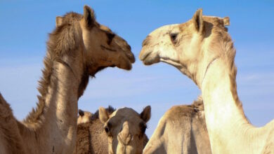 Σαουδική-Αραβία:-Μετά-τους-διαγωνισμούς-ομορφιάς-για-καμήλες-εκδίδει-και-διαβατήρια