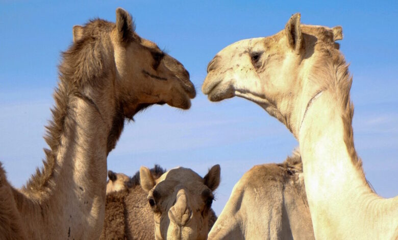 Σαουδική-Αραβία:-Μετά-τους-διαγωνισμούς-ομορφιάς-για-καμήλες-εκδίδει-και-διαβατήρια