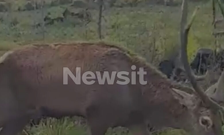 Ένα-εντυπωσιακό-ελάφι-κόβει-βόλτες-στη-Βαρυμπόμπη-–-Βίντεο-από-τον-περίπατο-του-ζώου-μπροστά-από-σπίτια