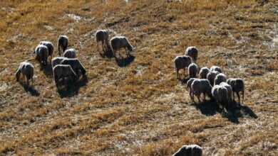 Ευλογιά-των-προβάτων:-«Δεν-υπάρχουν-εγκεκριμένα-εμβόλια-στην-ΕΕ»-λέει-η-Ευρωπαϊκή-Αρχή