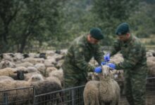 97-στρατιωτικοί-κτηνίατροι-στη-μάχη-κατά-της-ευλογιάς-–-και-στη-Θεσσαλία