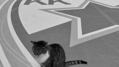 Έφυγε-από-τη-ζωή-η-Λιουμπίτσα:-Η-διάσημη-γάτα-φανατική-οπαδός-του-Ερυθρού-Αστέρα