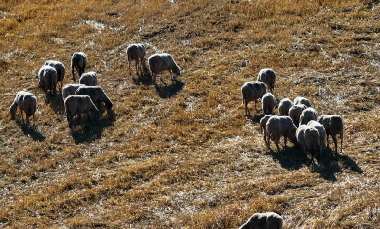 Αιχμές-ΠΑΣΟΚ-ενόψει-της-συνάντησης-Μητσοτάκη-με-κτηνοτρόφους:-«Σχεδόν-500.000-θανατώσεις-αιγοπροβάτων-χωρίς-αποτέλεσμα»