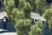 super-bowl:-Οι-«θάμνοι»-που-έκλεψαν-την-παράσταση-στο-halftime-show-έβγαλαν-1.300-δολάρια-ενώ-ο-bad-bunny-τίποτα