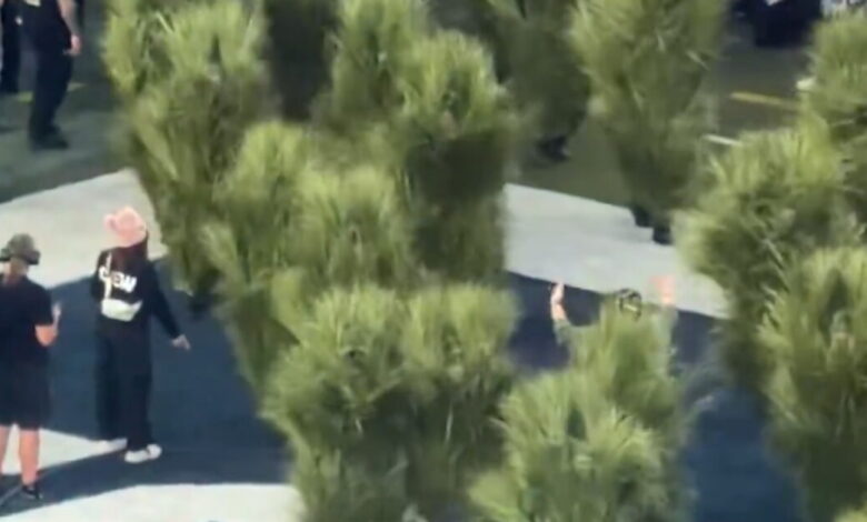 super-bowl:-Οι-«θάμνοι»-που-έκλεψαν-την-παράσταση-στο-halftime-show-έβγαλαν-1.300-δολάρια-ενώ-ο-bad-bunny-τίποτα