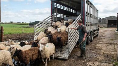 Τσιάρας:-Στόχος-η-εκρίζωση-της-ευλογιάς-των-αιγοπροβάτων