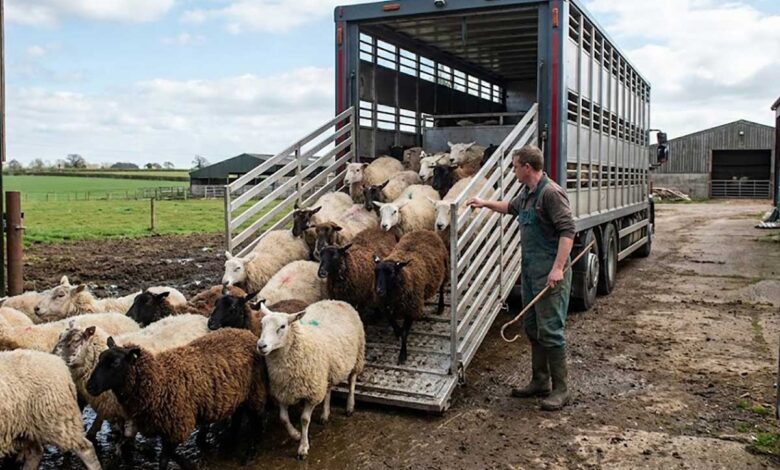 Τσιάρας:-Στόχος-η-εκρίζωση-της-ευλογιάς-των-αιγοπροβάτων