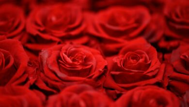 Άγιου-Βαλεντίνου-2026:-Αυξημένο-το-κόστος-της-ανθοδέσμης-–-Πτώση-στην-τιμή-της-σοκολάτας