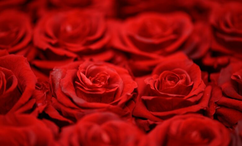 Άγιου-Βαλεντίνου-2026:-Αυξημένο-το-κόστος-της-ανθοδέσμης-–-Πτώση-στην-τιμή-της-σοκολάτας