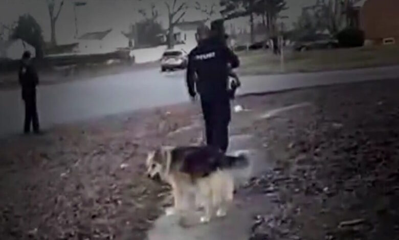 ΗΠΑ:-Σκύλος-ήρωας-βοηθά-την-αστυνομία-να-βρει-και-να-σώσει-εξαφανισμένο-3χρονο-παιδί-–-Βίντεο
