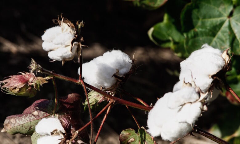 Βαμβάκι:-Απόλυτος-ηγέτης-η-Ελλάδα-στην-ΕΕ-απέναντι-στον-ανταγωνισμό-των-γιγάντων-–-Κίνα-και-Ινδία
