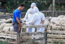 ΜέΡΑ25:-Η-κυβέρνηση-συνεχίζει-να-αρνείται-τον-εμβολιασμό-των-αιγοπροβάτων