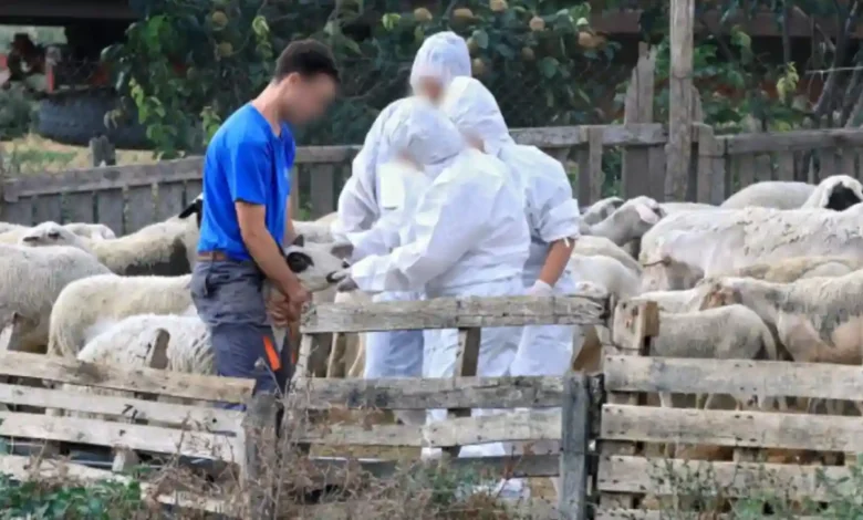 ΜέΡΑ25:-Η-κυβέρνηση-συνεχίζει-να-αρνείται-τον-εμβολιασμό-των-αιγοπροβάτων