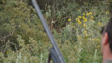 Φθιώτιδα:-Μεθυσμένος-άνδρας-πυροβόλησε-και-σκότωσε-κυνηγόσκυλο