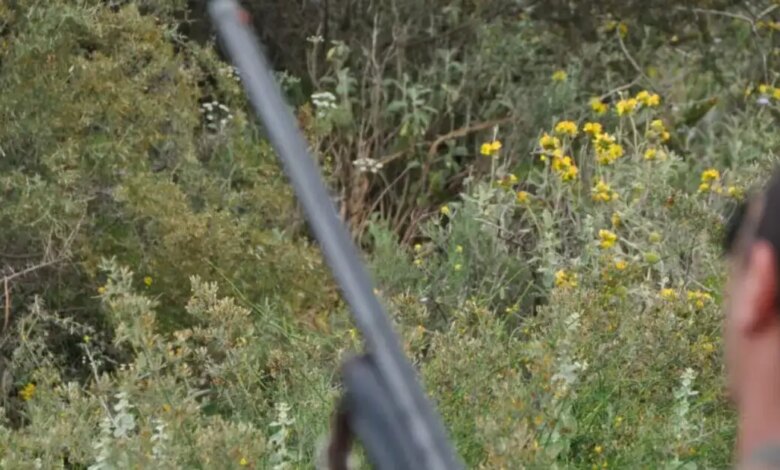 Φθιώτιδα:-Μεθυσμένος-άνδρας-πυροβόλησε-και-σκότωσε-κυνηγόσκυλο