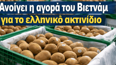 Άνοιξε-η-αγορά-του-Βιετνάμ-για-το-ελληνικό-ακτινίδιο