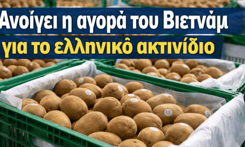 Άνοιξε-η-αγορά-του-Βιετνάμ-για-το-ελληνικό-ακτινίδιο