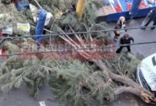 Δέντρο-έπεσε-σε-λαϊκή-αγορά-στον-Πειραιά-–-Δεν-υπήρξαν-τραυματισμοί