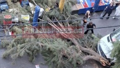 Δέντρο-έπεσε-σε-λαϊκή-αγορά-στον-Πειραιά-–-Δεν-υπήρξαν-τραυματισμοί