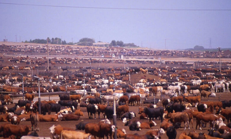 ΗΠΑ:-Σε-τιμές-ρεκόρ-το-βόειο-κρέας-Σε-χαμηλό-75ετίας-τα-εκτρεφόμενα-ζώα