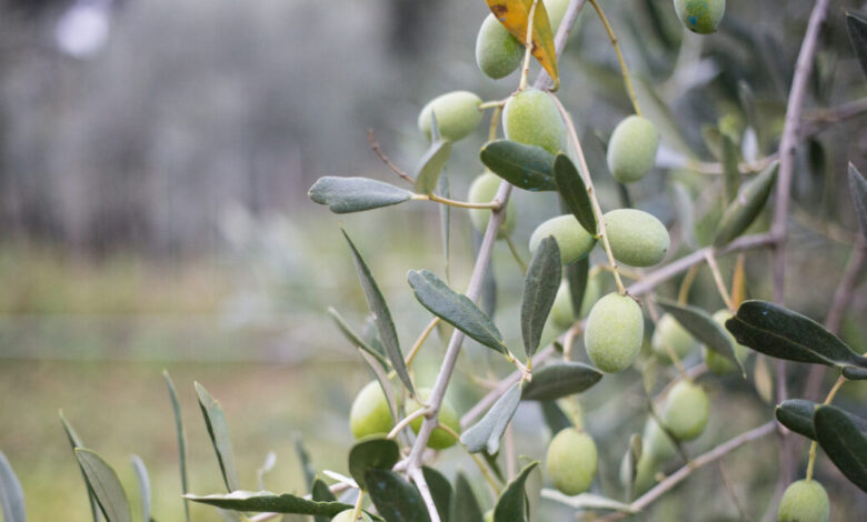 Ελαιόλαδο:-Ζημιά-για-τους-αγρότες-η-μειωμένη-παραγωγή,-πτώση-στις-τιμές-στο-χωράφι-και-στο-ράφι