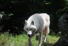 Τατόι:-Λύκος-επιτέθηκε-σε-παρέα-περιπατητών-ανάμεσα-σε-Κρυονέρι-και-Βασιλικά-Κτήματα