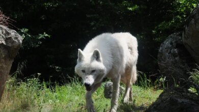 Τατόι:-Λύκος-επιτέθηκε-σε-παρέα-περιπατητών-ανάμεσα-σε-Κρυονέρι-και-Βασιλικά-Κτήματα
