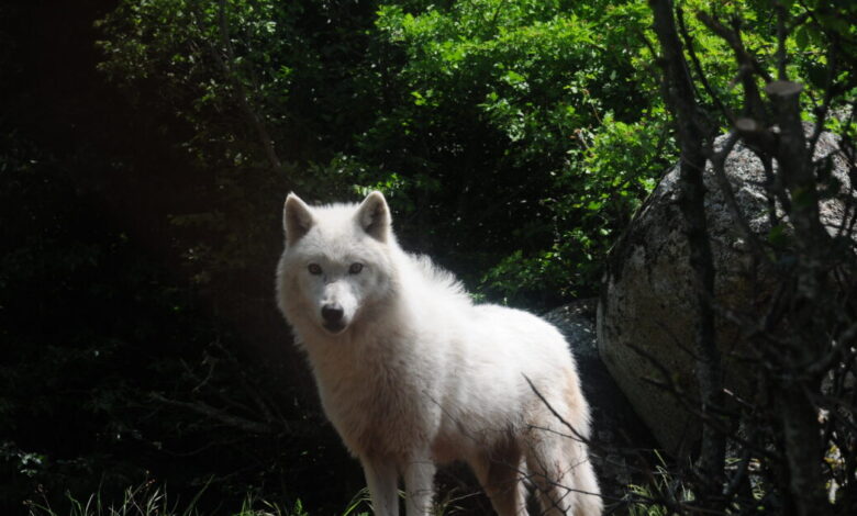 Τατόι:-«Με-δάγκωσε-και-μου-έσκισε-τα-ρούχα»-–-Συγκλονίζει-η-περιγραφή-του-άνδρα-που-δέχτηκε-επίθεση-από-λύκο